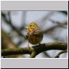 Emberiza citrinella - Goldammer m03.jpg